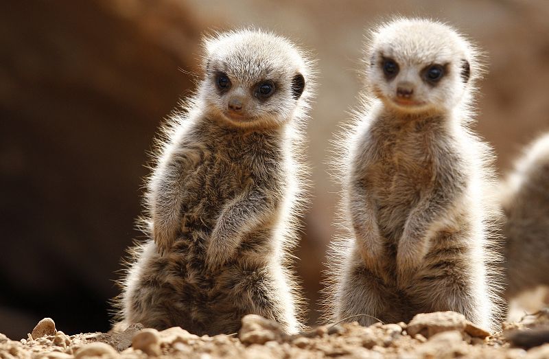 Dos pequeños suricatas (gatos de roca) se alzan para salir guapos en la foto