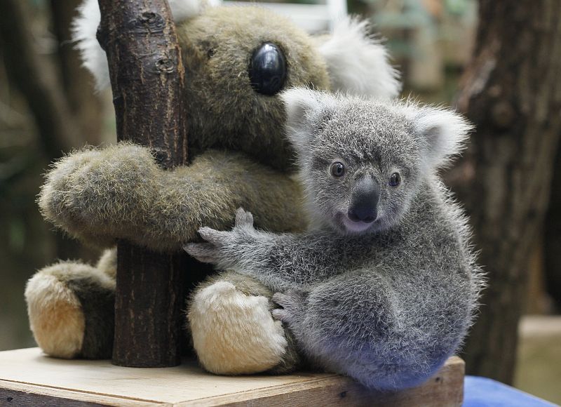 Un koala se abraza a otro koala, pero de peluche