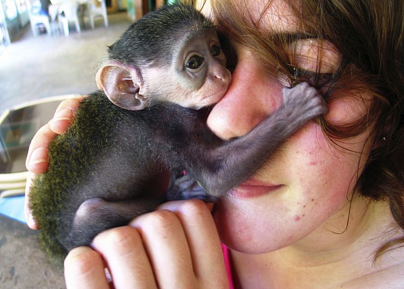 Una voluntaria sostiene a un pequeño mono con sólo diez días de vida