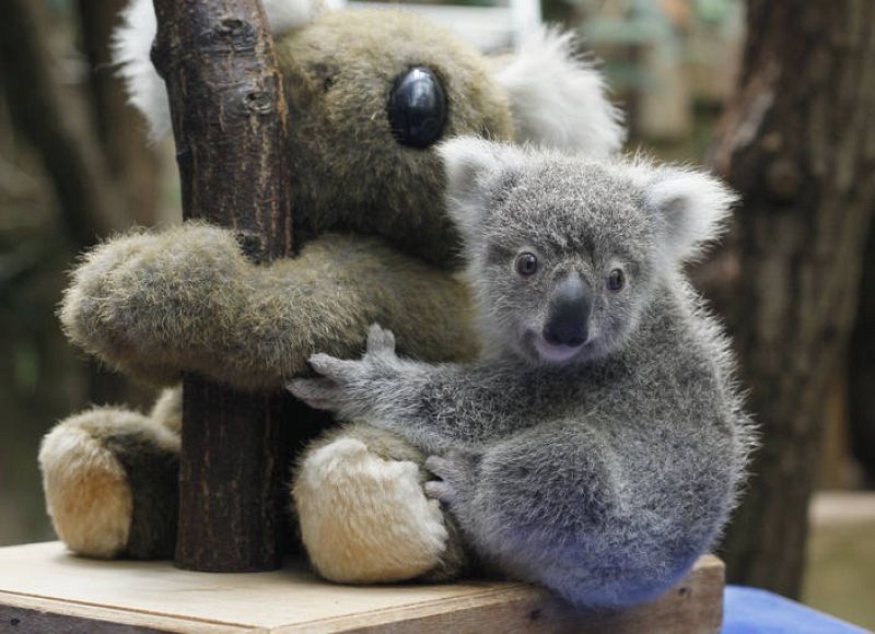  Un koala se abraza a otro koala, pero de peluche