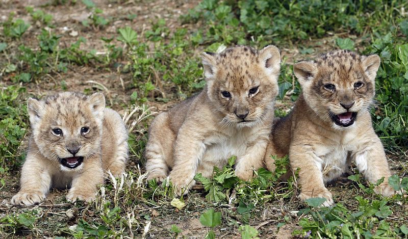 Tres pequeños leones africanos presentados por primera vez en sociedad