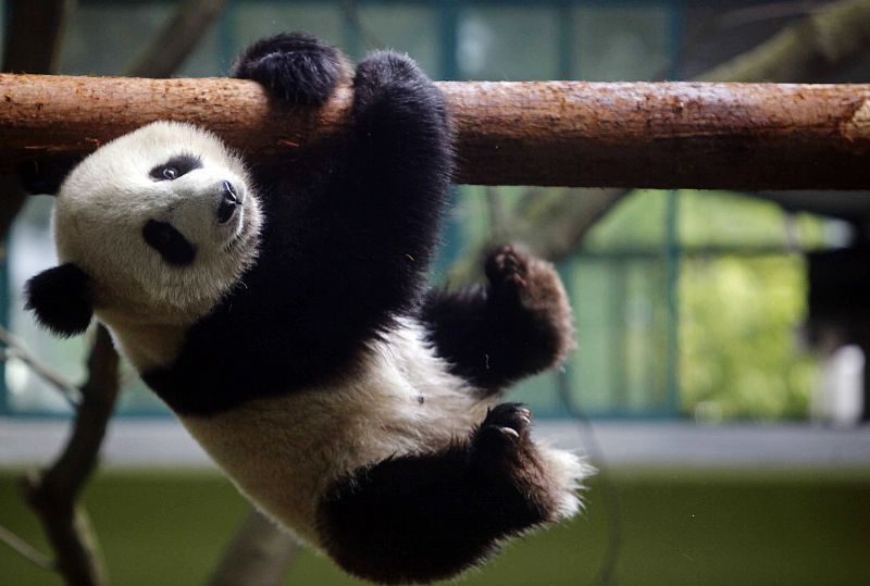 Un cachorro de panda gigante colgado de la rama de un árbol