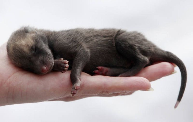 Un empleado sostiene en su mano a un cachorro de zorro rojo de cinco días de edad