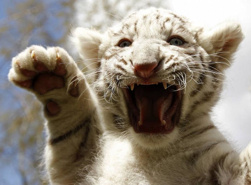 Un cachorro de tigre blanco ruge ante las cámaras