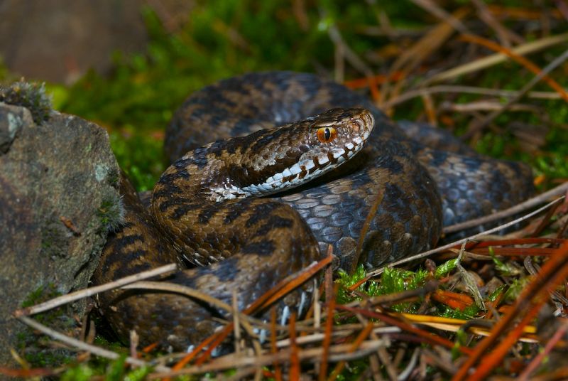 Una víbora acecha a sus presas en la naturaleza