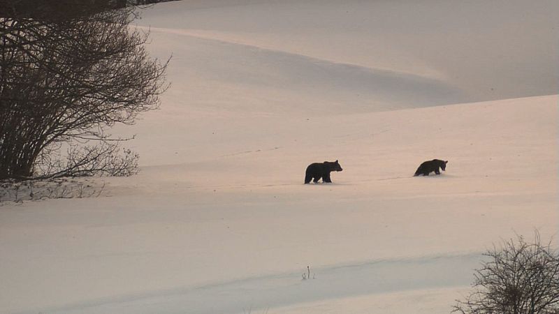 Dos osos pardos cantábricos caminan sobre la nieve