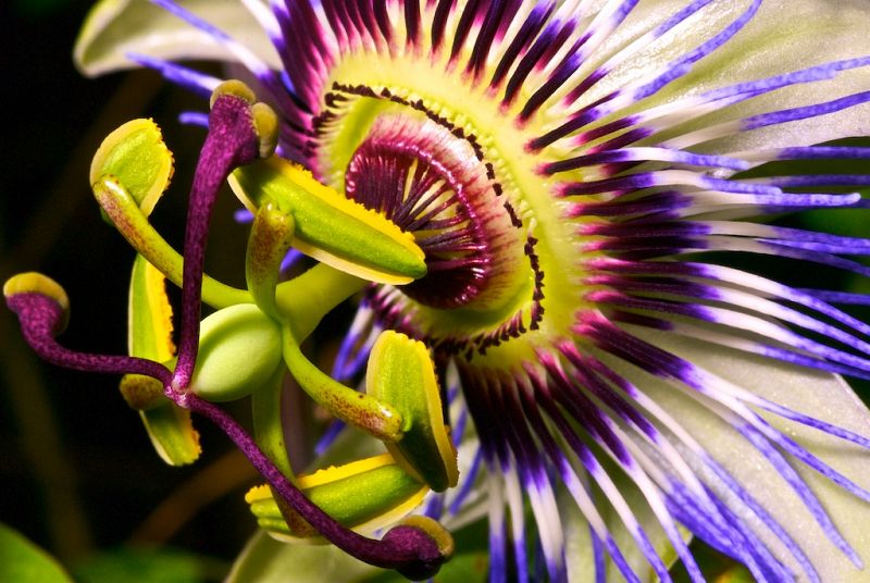 El precioso colorido de una planta 'psicodélica'