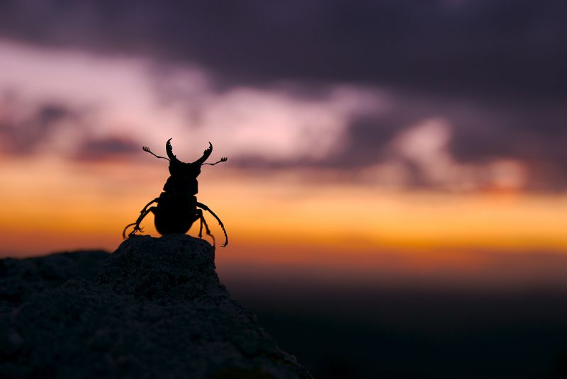 Una de las fotografías estrella de la exposición en Santillana del Mar