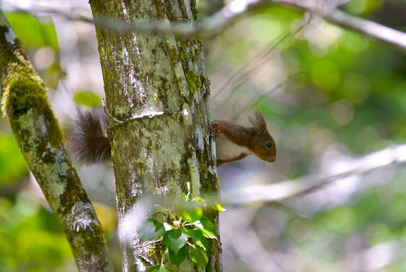 Una ardilla se asoma detrás de la rama de un árbol