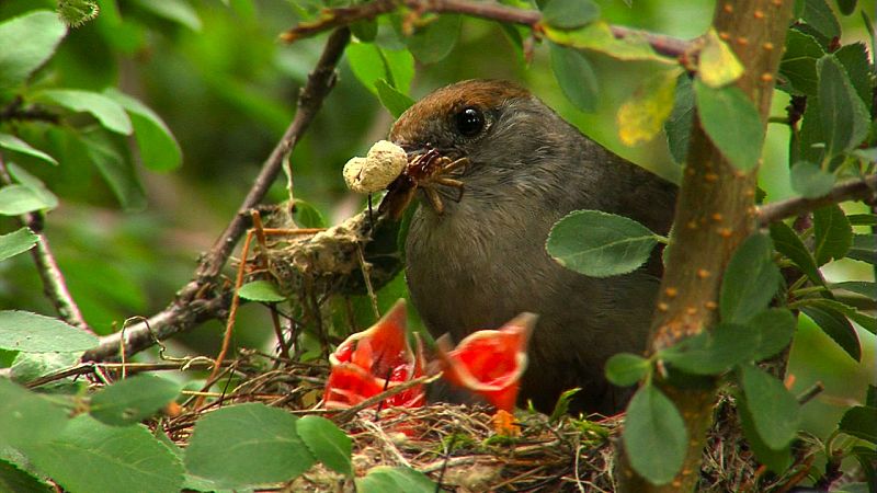 Una curruca comiéndose una araña y todos sus huevos