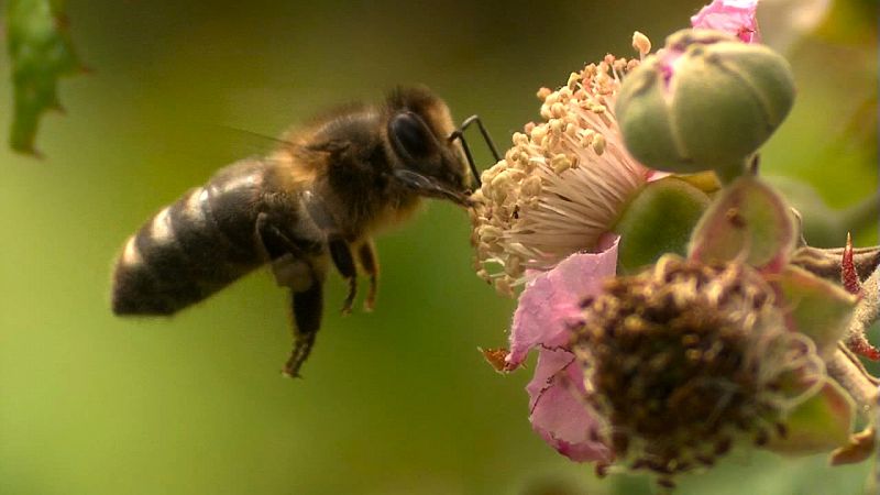 Una abeja recolectando polen