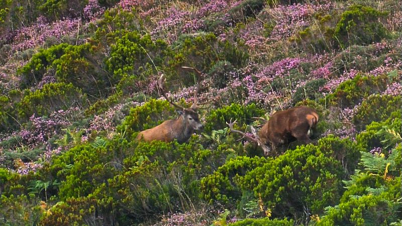 Dos ciervos pastan libremente en el campo