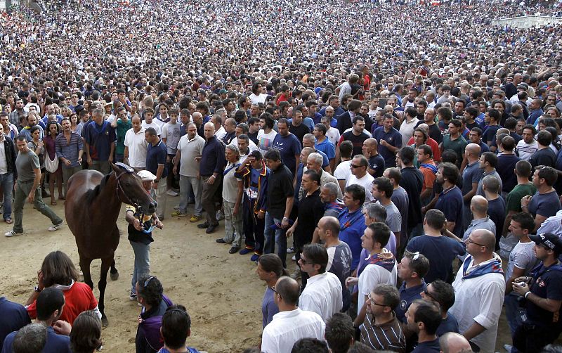 The horse of Nicchio parish is escorted by its groom after  training session of the Palio race in Siena