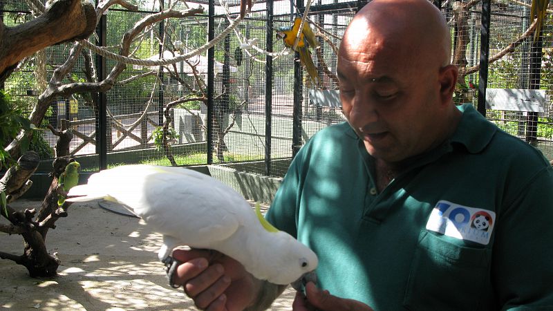 Julián Sánchez, cuidador del Zoo, dando de comer a una cacatúa blanca