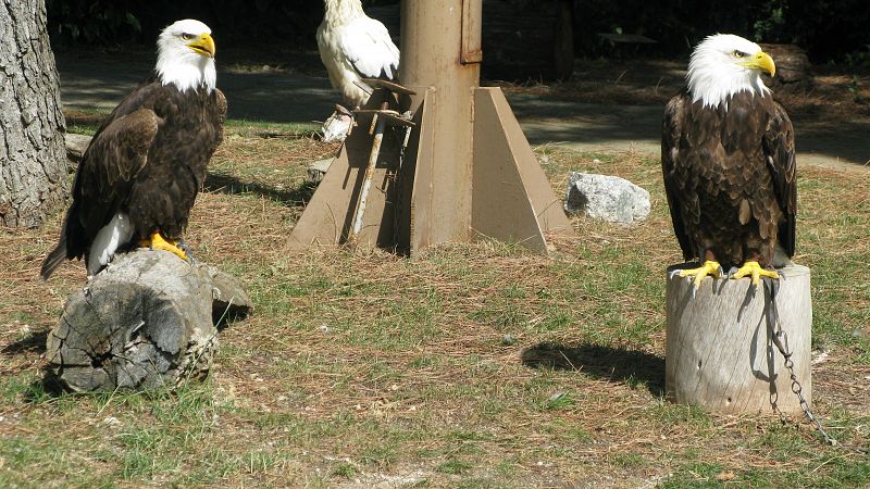 Un águila de cabeza blanca, uno de los símbolos de Estados Unidos