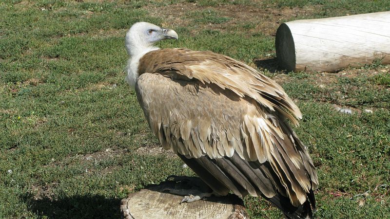 Un buitre leonado aguarda la exhibición de rapaces en el Zoo de Madrid