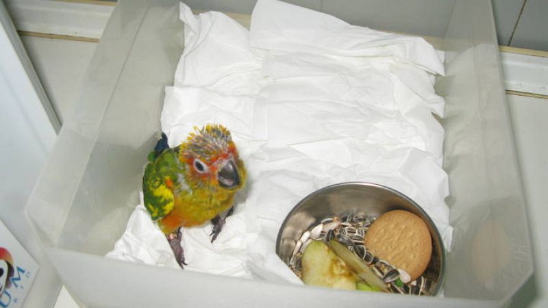  Otro de los polluelos recién nacidos, que además de papilla, ya come sólidos