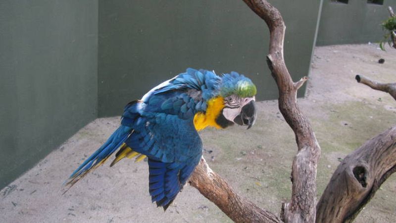  'Obama', en la rama de un árbol de la instalación del Zoo