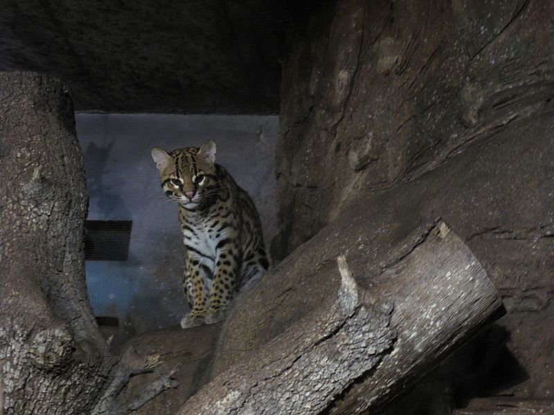 Un ocelote subido en lo alto de una roca