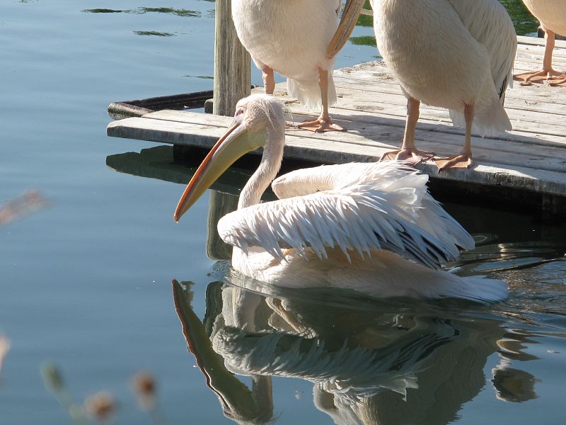 Un pelícano nadando tranquilamente por el lago