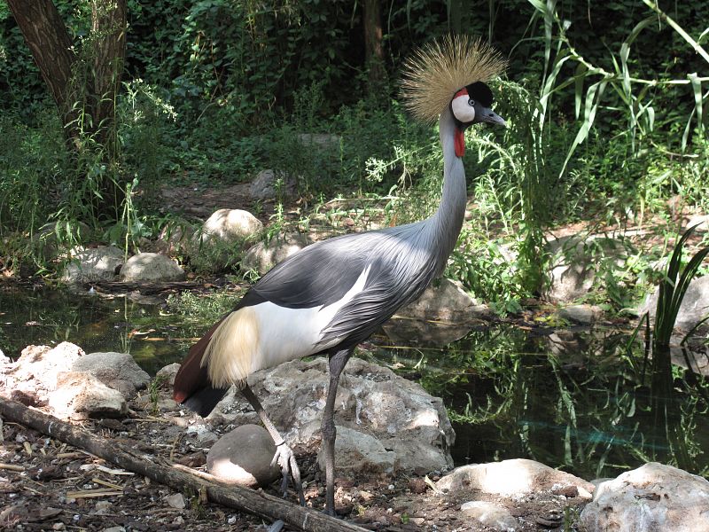 Una grulla coronada gris en busca de comida