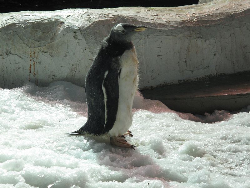 Un pingüino despeluchado, porque está mudando su piel