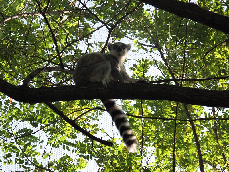 Un lemur de cola anillada trepa por un árbol