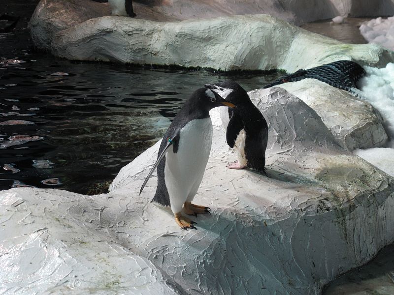 Una pareja de pingüinos a punto de pegarse un baño