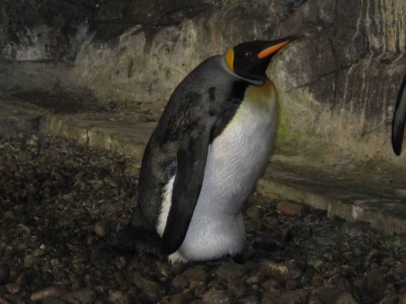 Un pingüino rey macho abandonó a la hembra y como no puede incubar el huevo, incuba piedras