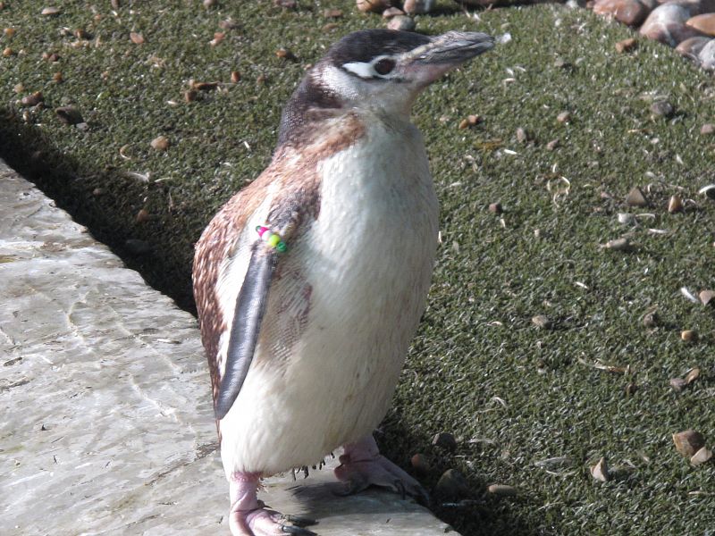 El pingüino más anciano de Faunia, con 29 años