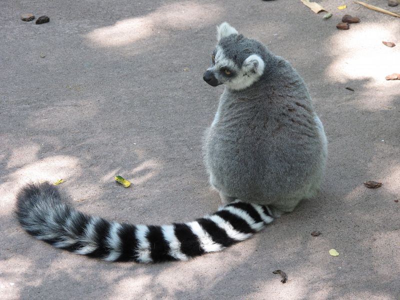 Un lemur de cola anillada observa desde el suelo