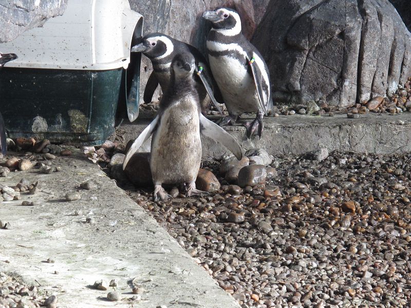 Esta cría de pingüino magallánico da sus primeros paso fuera de la caseta observada de cerca por sus padres