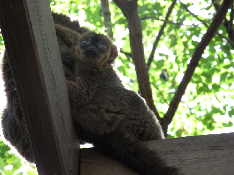 Una de las crías nacida este año en el ecosistema del bosque africano