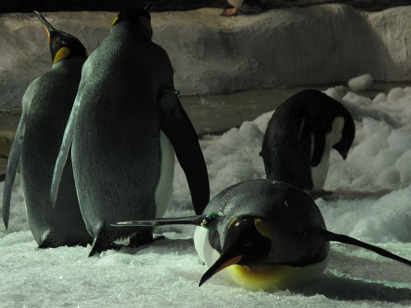 Los pingüinos se tumban sobre el hielo para refrescarse