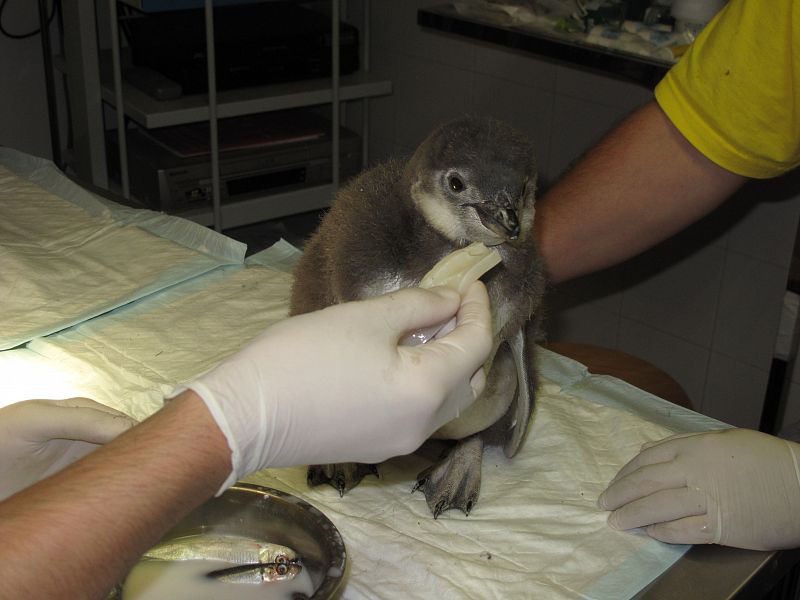 'Rellenito', el primer pingüino magallánico criado a mano