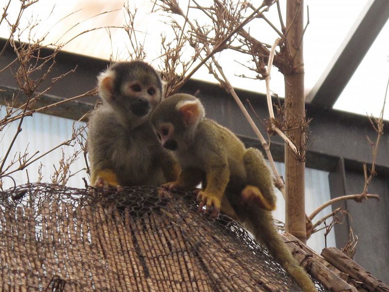 La cría de 'mono ardilla' nacida este verano en el ecosistema de la jungla