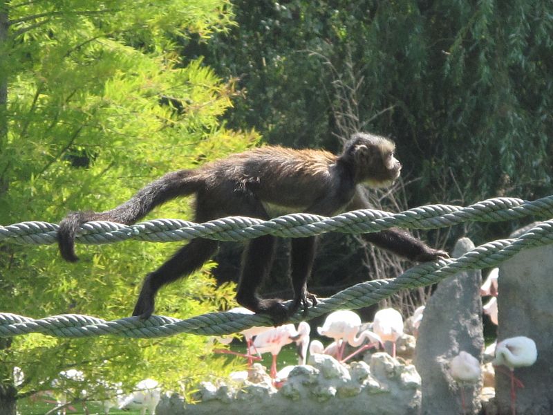 Un mono capuchino, la especie más inteligente que habita en América