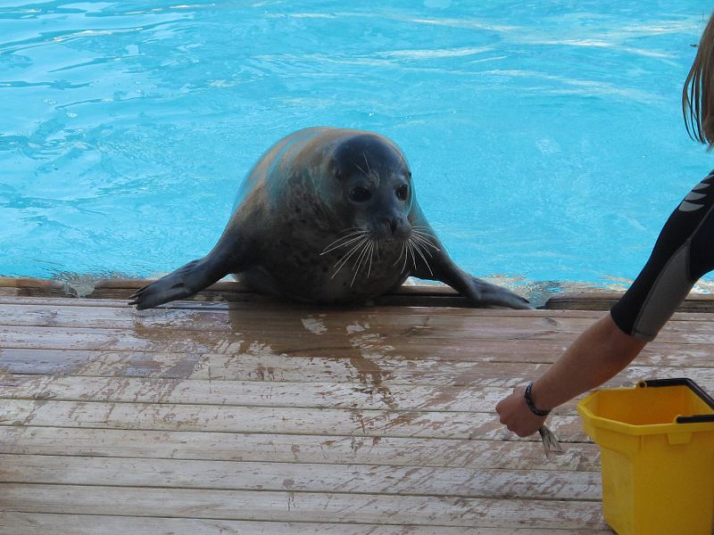 Una foca salta a una superficie para conseguir un pescado