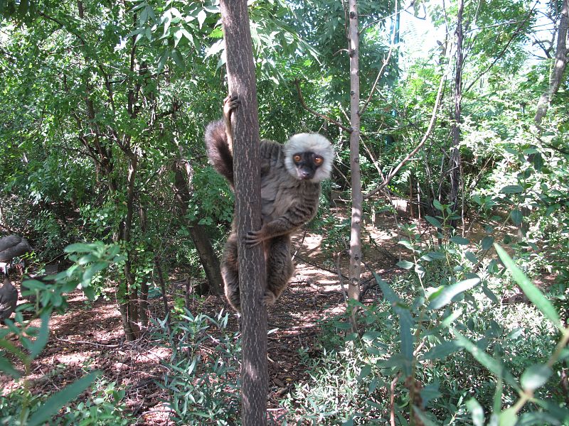 Un lemur de cara blanca trepando por el tronco de un árbol