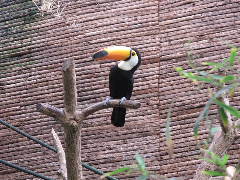 Un tucán en el ecosistema de la jungla