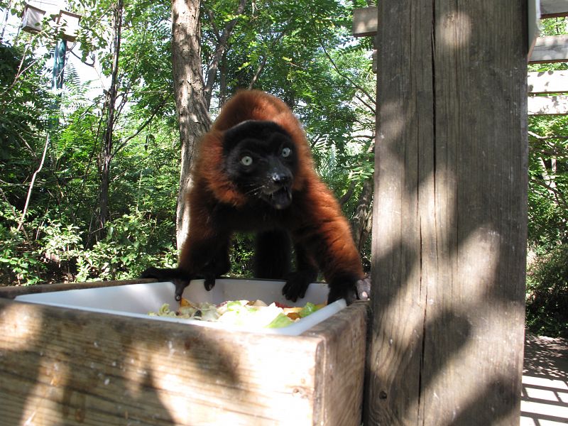 Uno de los lemures de Faunia comiendo un poco de fruta