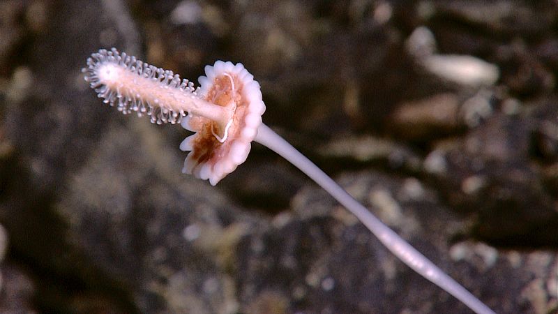 Una de las esponjas marinas halladas durante la investigación