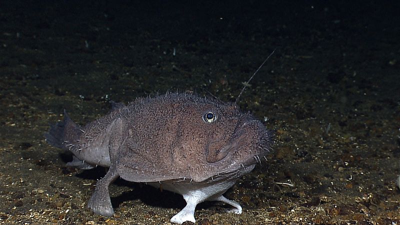 Una de las especies más llamativas es este pez que parece tener manos para caminar