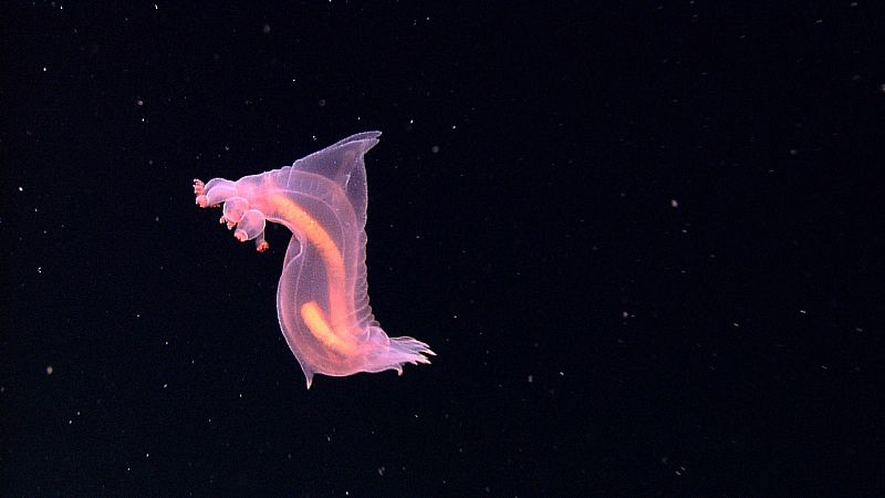 Una espectacular imagen de un pepino de mar nadando