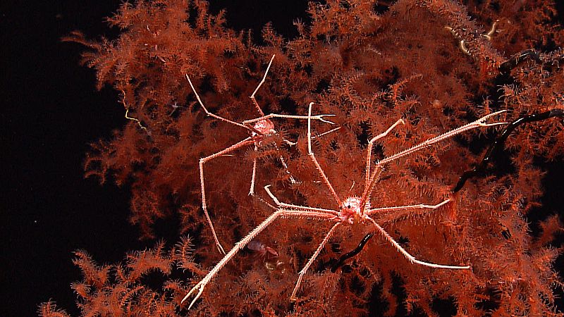 Las enormes arañas de mar del fondo marino de Indonesia