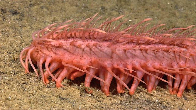  Se han explorado 54.000 kilómetros cuadrados hasta 3 kilómetros de profundidad