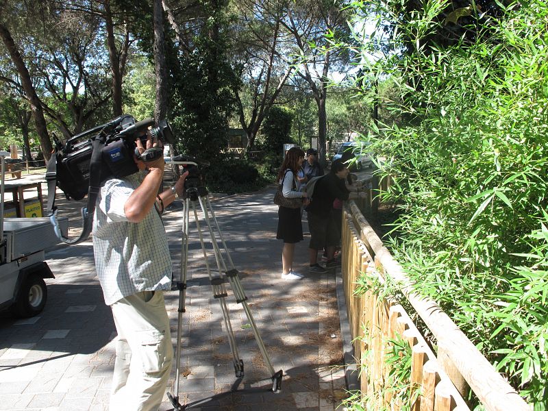 Un equipo de TVE grabando al  macho, Bing Xing, el padre de las crías de oso panda recién nacidas