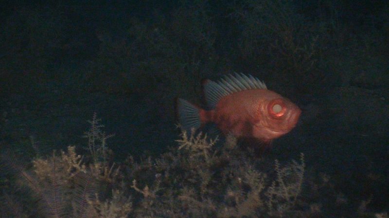 Uno de los ejemplares encontrados bajo la superficie del vertido del Golfo de México