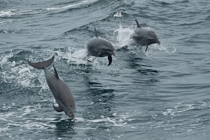 Los delfines saludan al paso de las embarcaciones