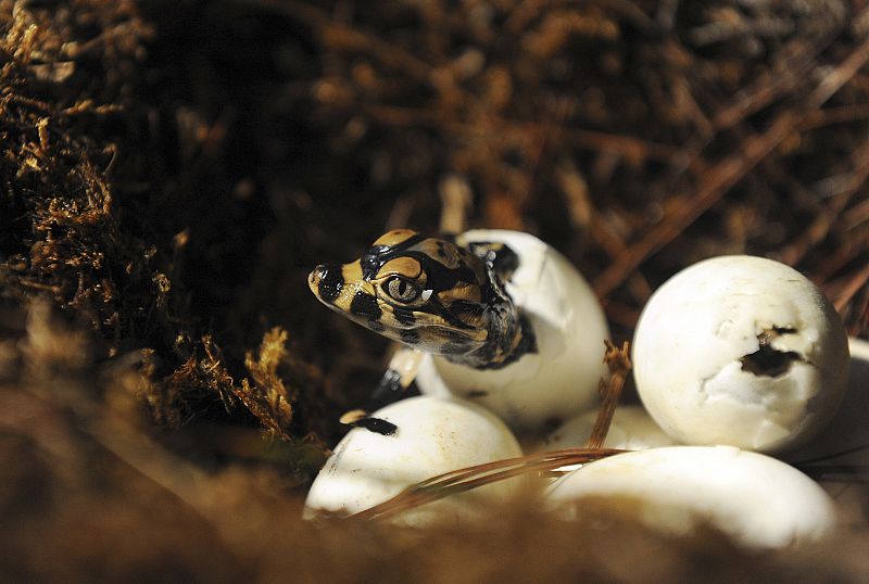 La eclosión de un huevo de cocodrilo